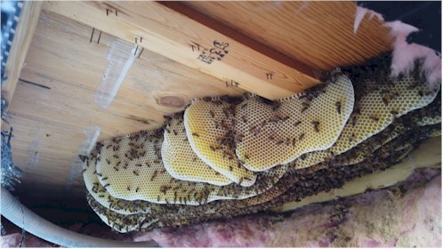 Bee colony inside a structure in Bullhead City, AZ