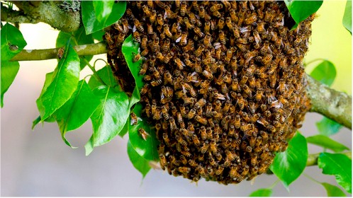 Bee swarm on a surface in Bullhead City, AZ